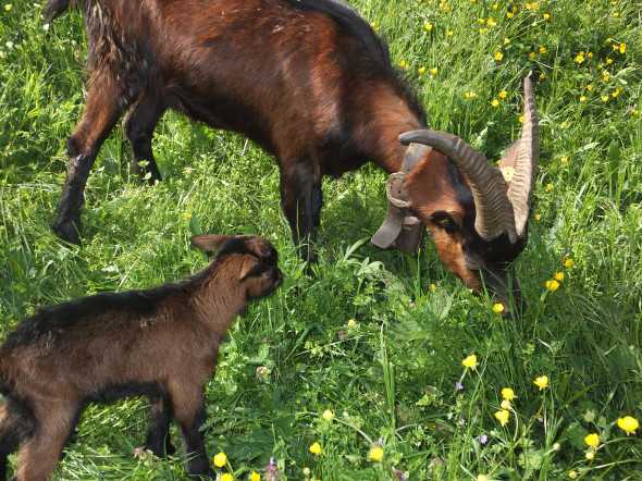 goat and baby 