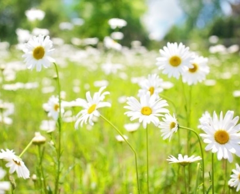 daisies in field