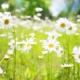 daisies in field